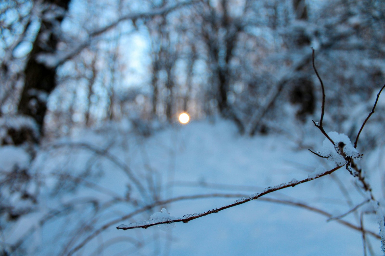 a small branch with some snow on it