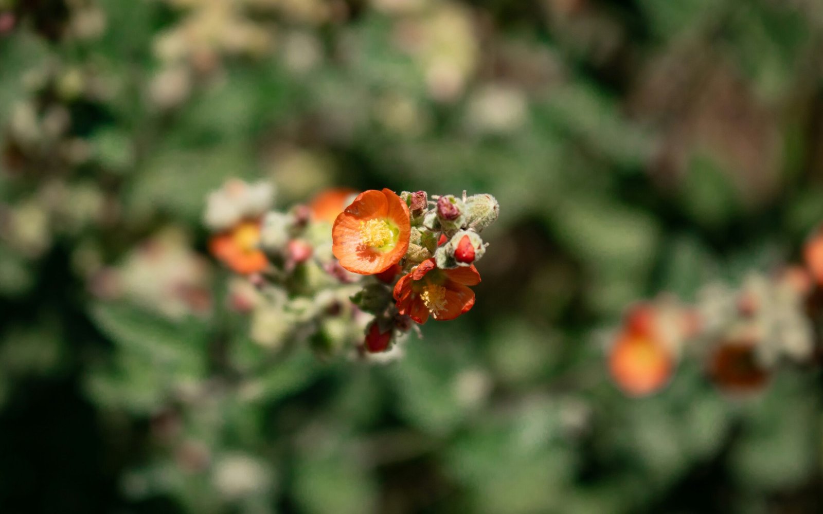 A close up of a bunch of orange flowers